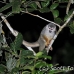 monkey_squirrel_common_la_h_1458_ecu3649.jpg